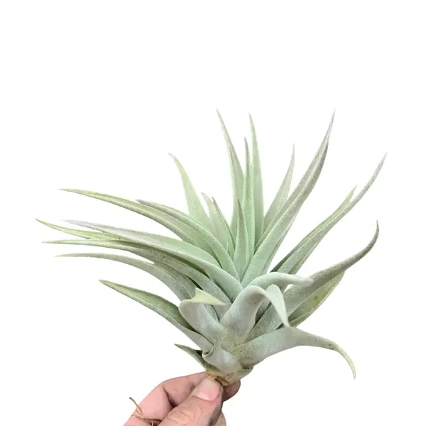 Tillandsia hondurensis
