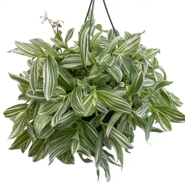 Tradescantia Fluminensis 'Variegata'