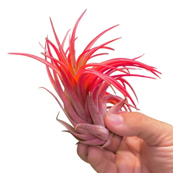 Tillandsia Ionantha Maroon