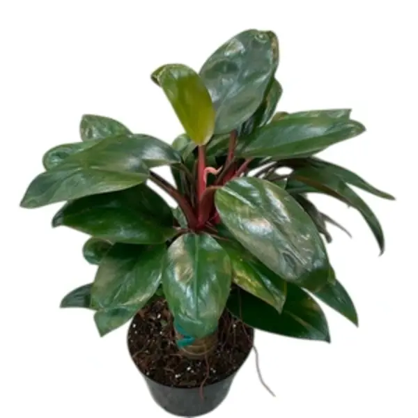 Philodendron Red Congo