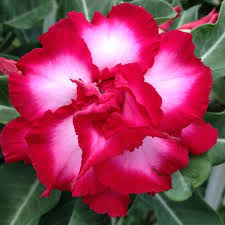 Adenium plant 123