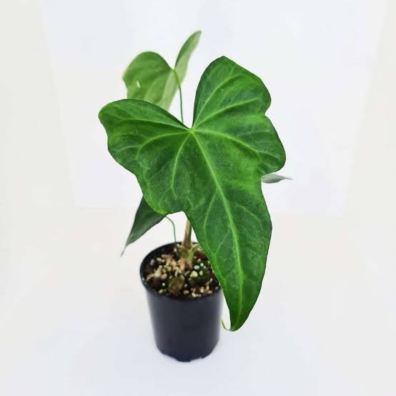 Anthurium Macrolobium- Rare - Image 3