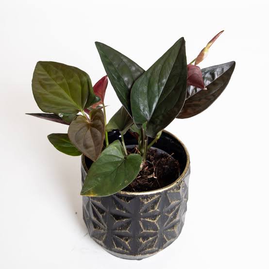 Syngonium Erythrophyllum Red Arrow – Black syngonium