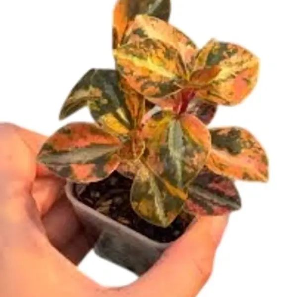 Peperomia Orange Metallic