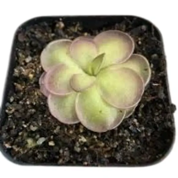 Hemiepiphytica x Cyclosecta