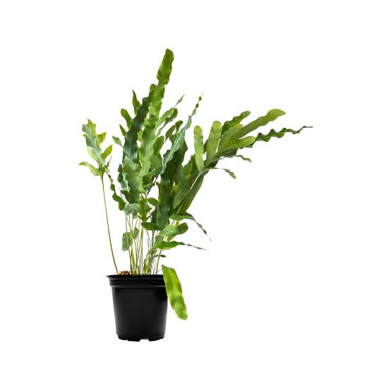 Phlebodium Aureum (Blue Star Fern) - Image 3