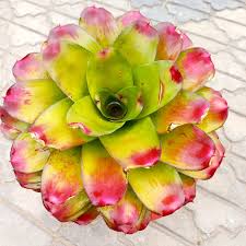 Bromeliad Neoregelia