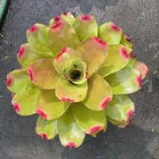 Bromelia Neoregelia