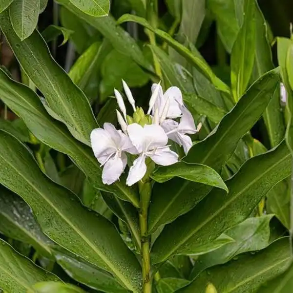 Hedychium Coronarium