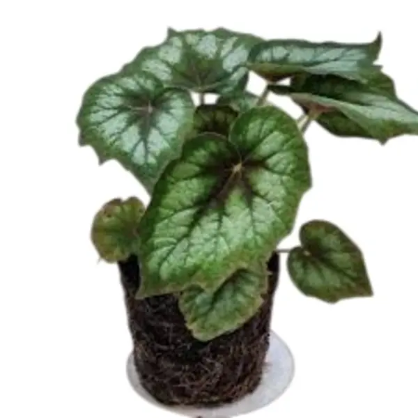 Rex Begonia Palmata