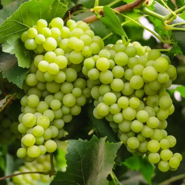 Green Grapes Plant