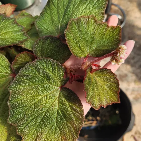 Begonia Manaus