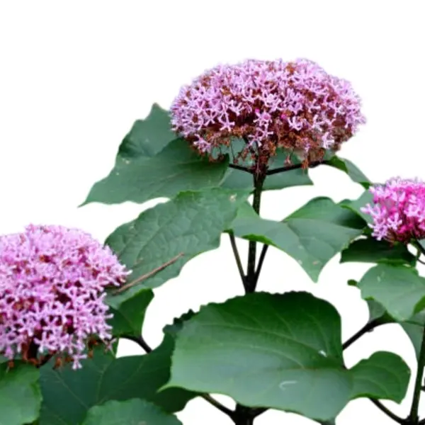 Mexican Hydrangea Clerodendrum Bungei