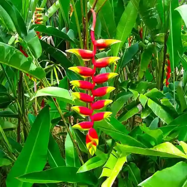 Heliconia Pendula