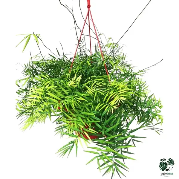 Creeping Bamboo - Climbing Bamboo Plant