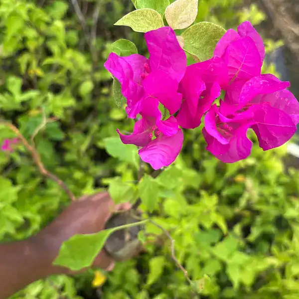 Bougainvillea Jakirana Varigated Red