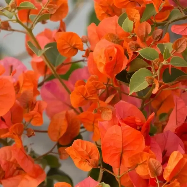Bougainvillea Jakirana Orange