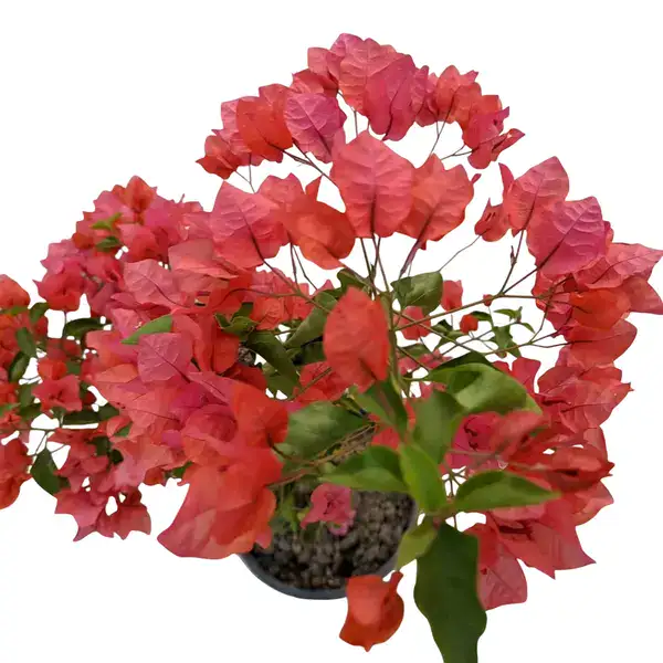 Bougainvillea Jakirana Red - Image 2