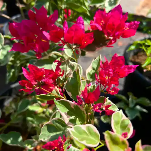 Bougainvillea Jakirana Varigated Red