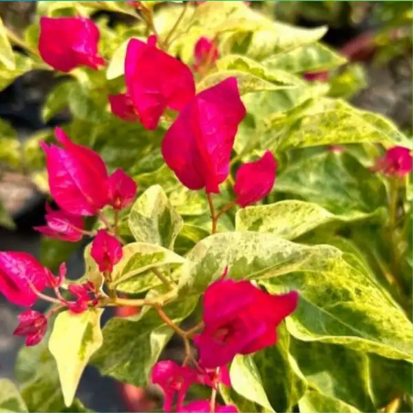 Bougainvillea Jakirana Varigated Red