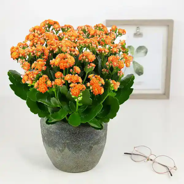 Kalanchoe Plant Orange