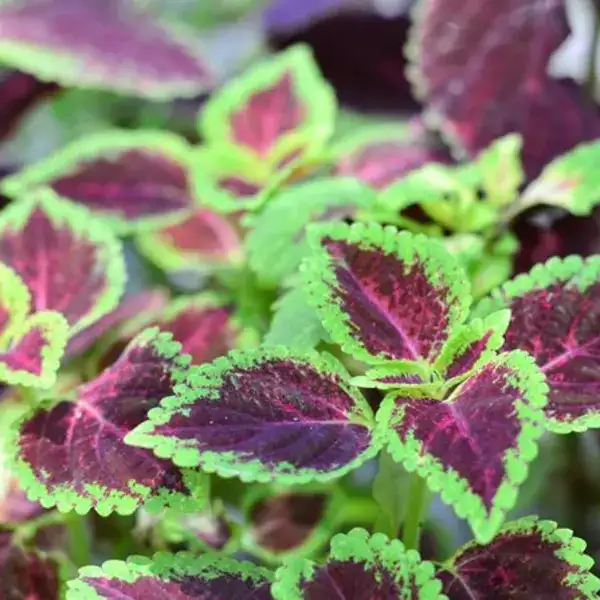 Coleus plant