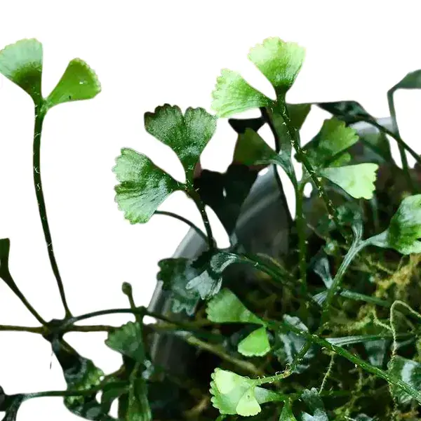 Elaphoglossom Peltatum Rio Blanco