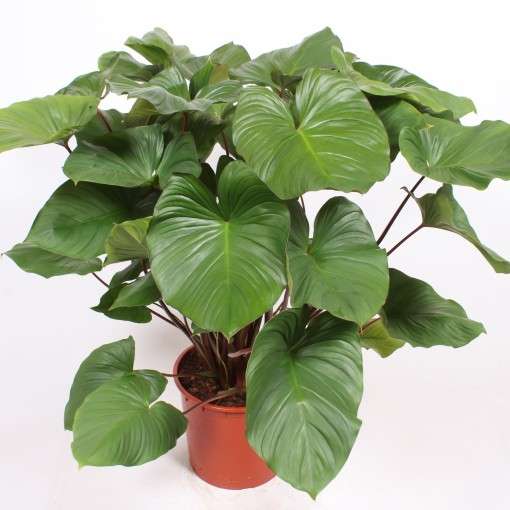 Homalomena Rubescene Maggy- Big Plant