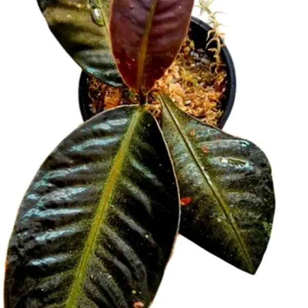 Labisia 'Super Dark'