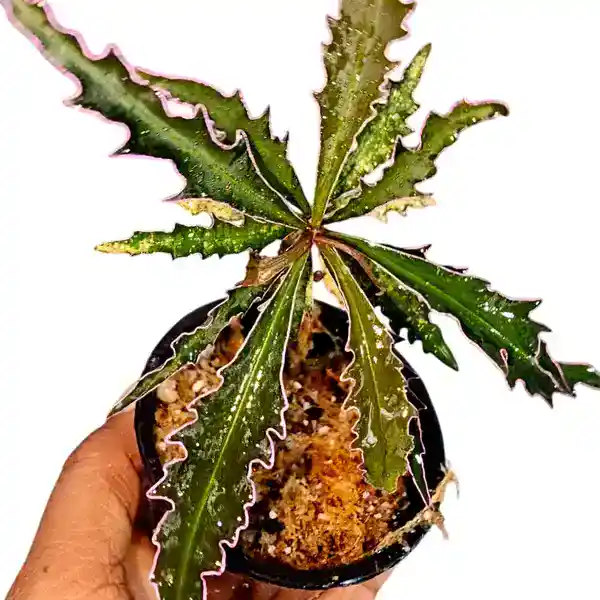 Labisia Fenny - Image 2