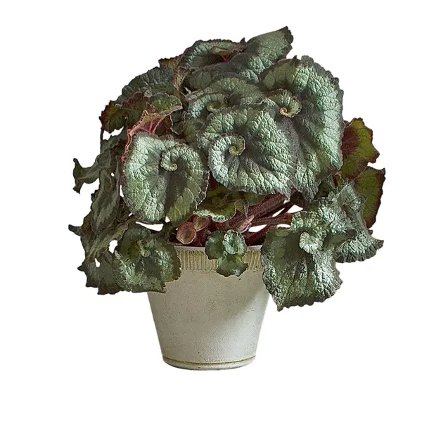 Begonia Escargot