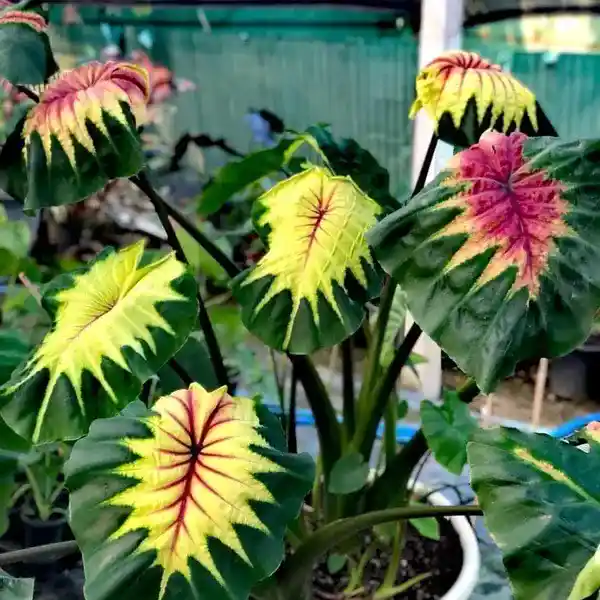 Colocasia Light Pillar - Image 2