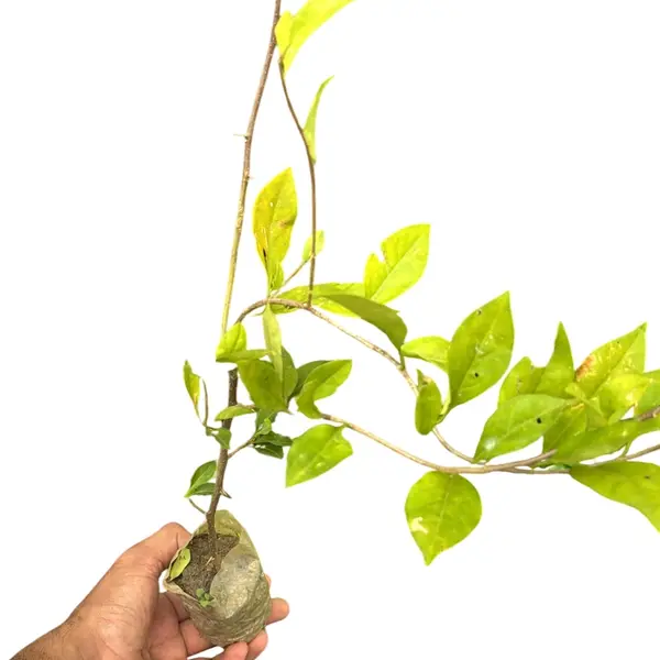 Lilac Formosa Bougainvillea