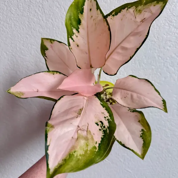 Aglaonema Cochin Peach