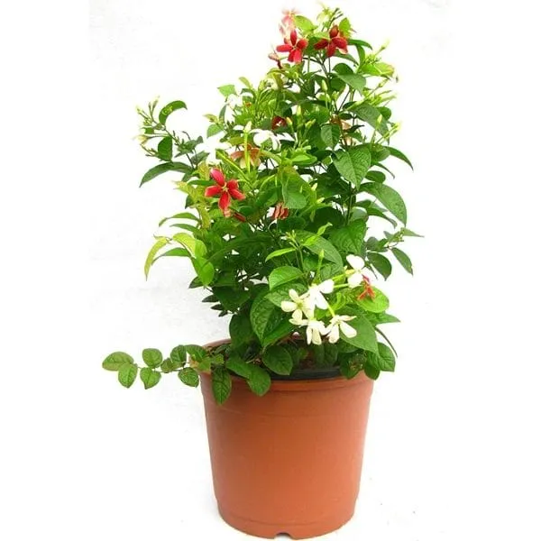 Madhumalati Rangoon Creeper Double Petal Plant - Shrub Type - Image 2