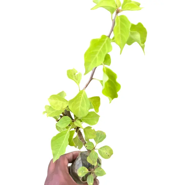 Bougainvillea Mahara