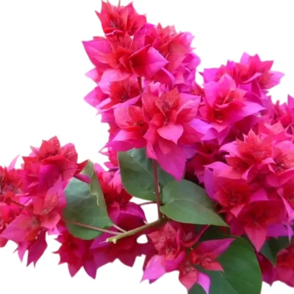 Bougainvillea Mahara