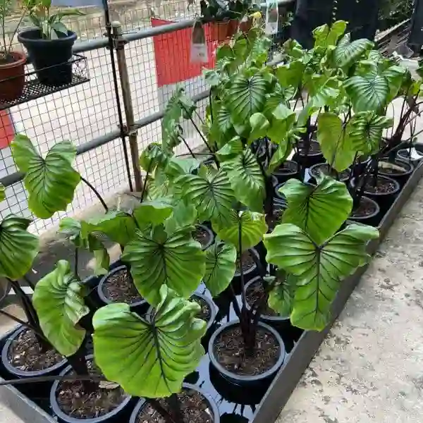 Colocasia Pharoph Mask - Image 3