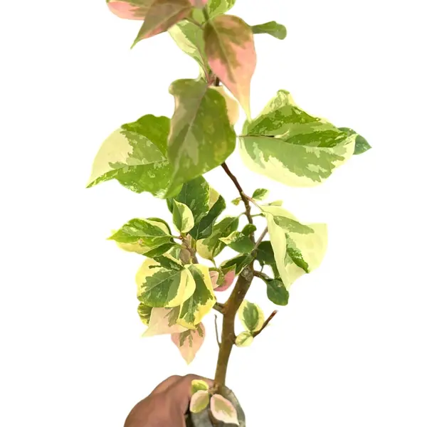 Bougainvillea Mahara Varigated