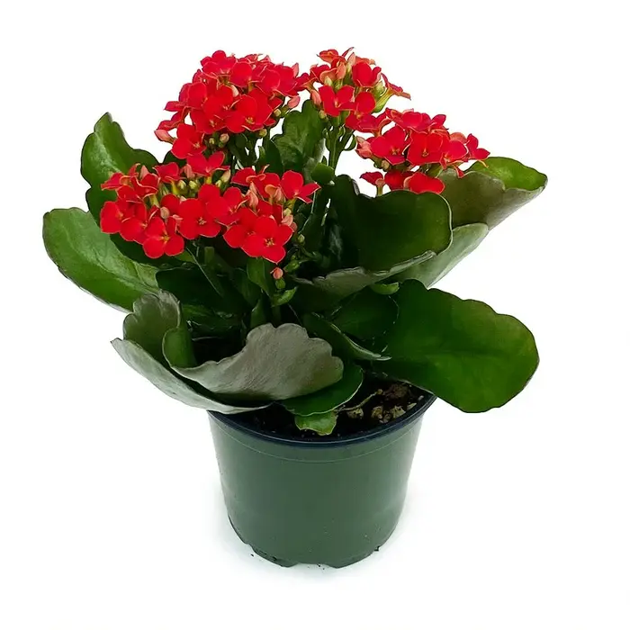 Kalanchoe Plant