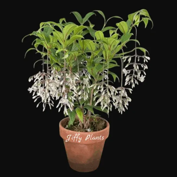 Medinilla Lalique (Medinilla Alata Lalique)