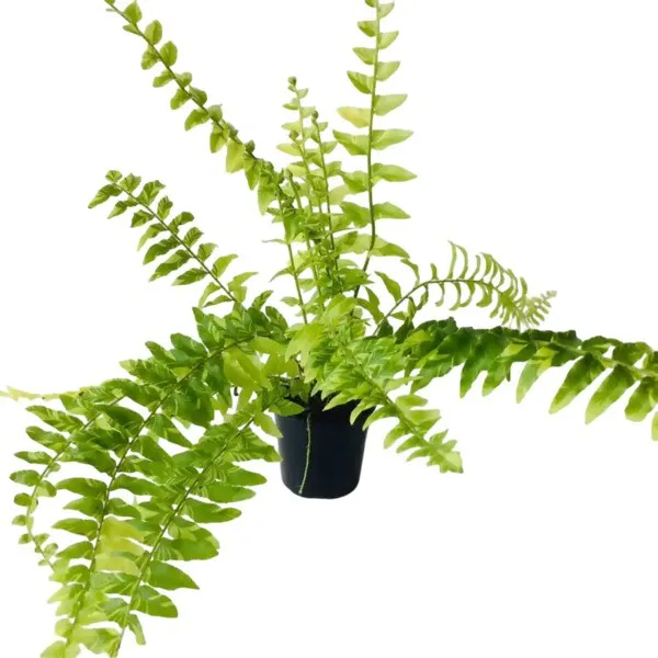 Tiger Boston Fern