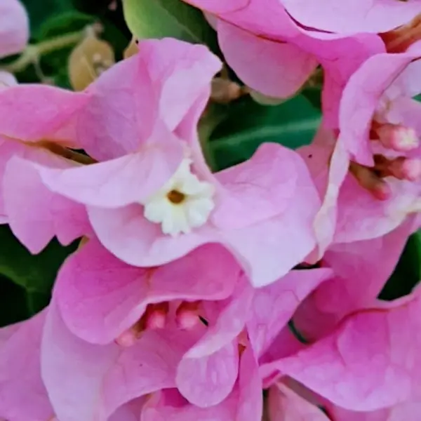 Bougainvillea Mera