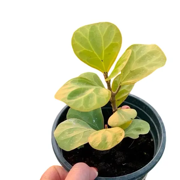 Mistletoe Fig (Ficus Deltoidea Gold) - Image 3