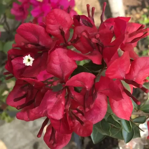Bougainvillea Monalisa Red