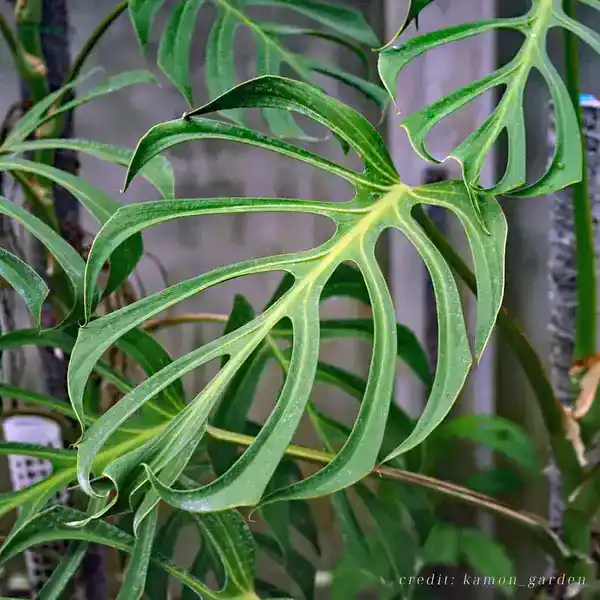 Monstera Burle Marx Flame