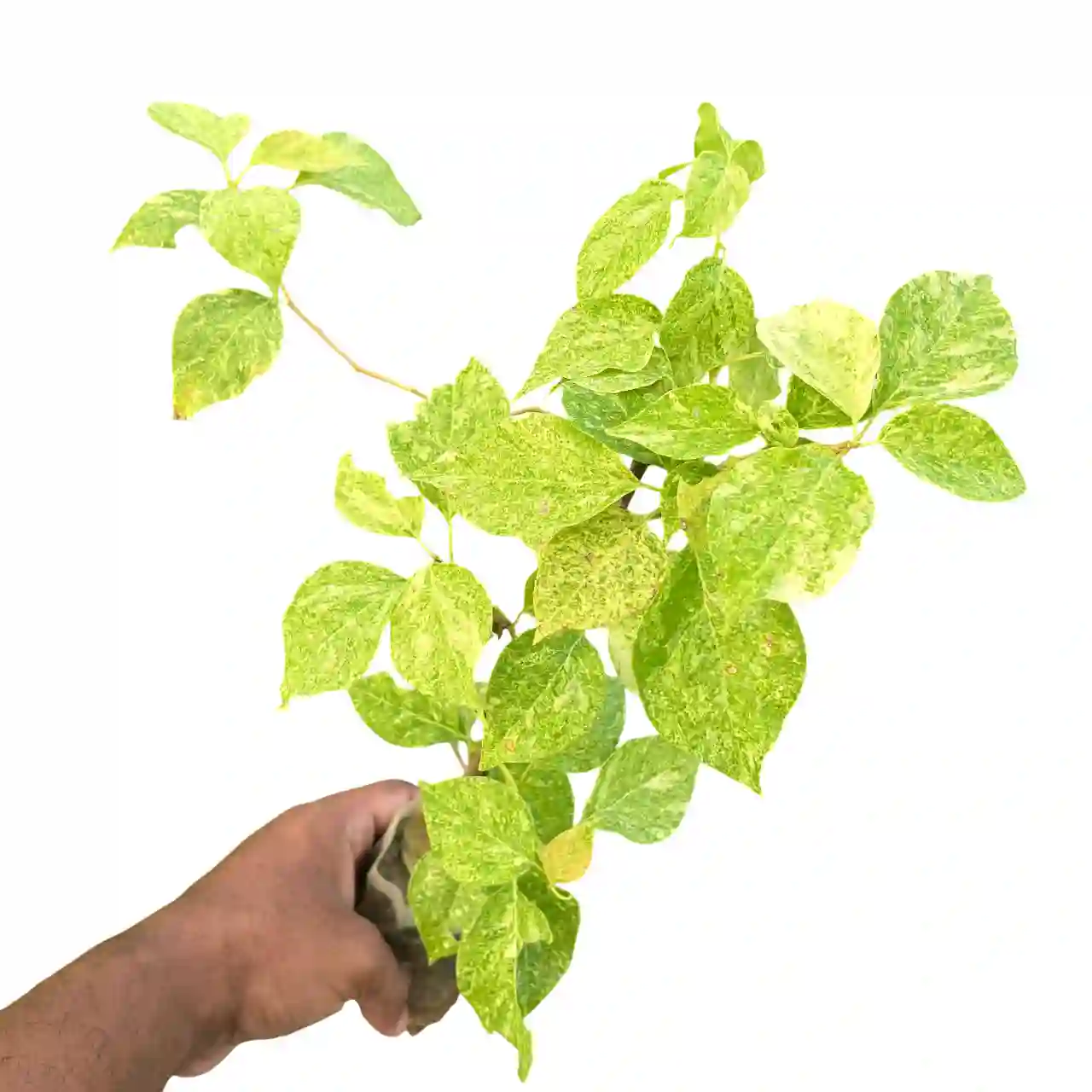 Bougainvillea Moonlight Yellow