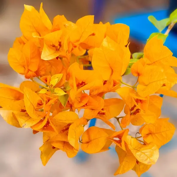 Bougainvillea Moonlight Yellow