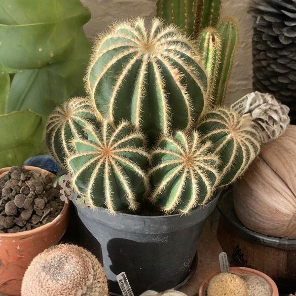 Mammillaria Parodia Magnifica