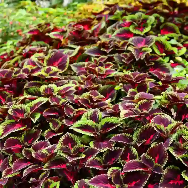 Coleus plant